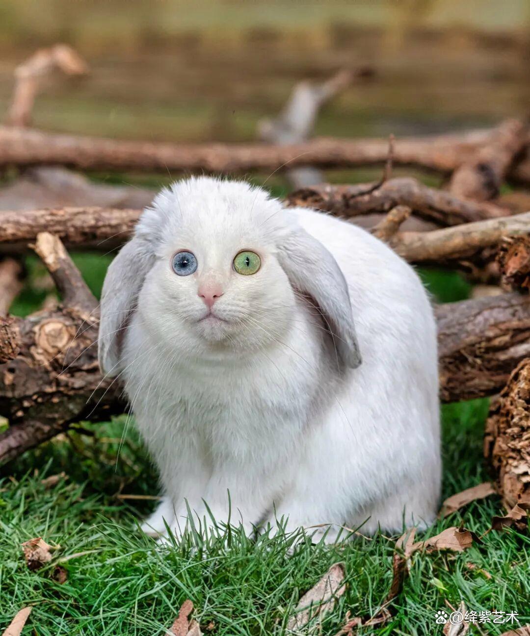 朵朵解说